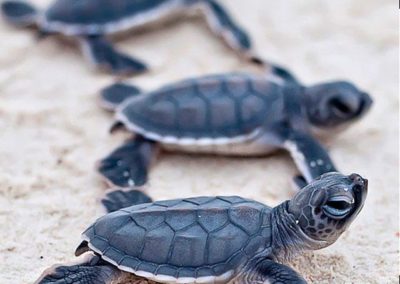 baby-turtles